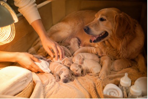 Hướng dẫn chăm sóc chó con mới sinh từ những ngày đầu