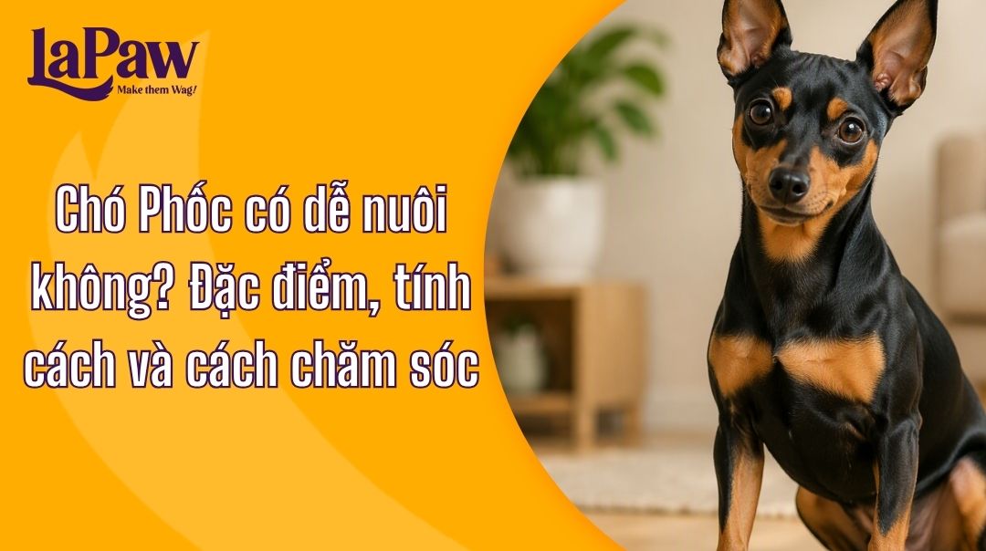 Chó Phốc