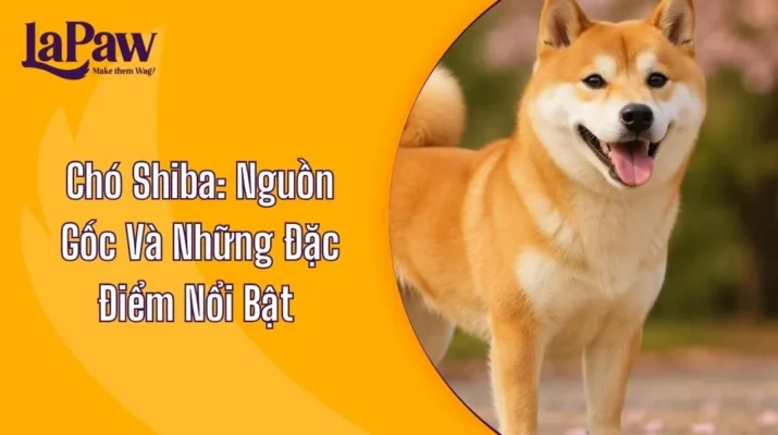 Chó Shiba: Nguồn Gốc Và Những Đặc Điểm Nổi Bật