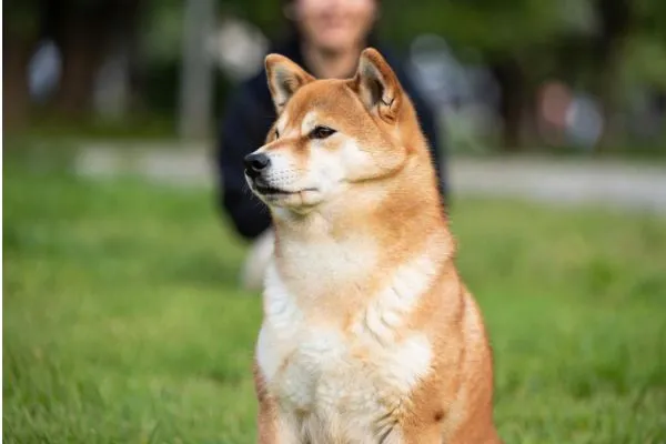 Chó Shiba có tính cách độc lập cao