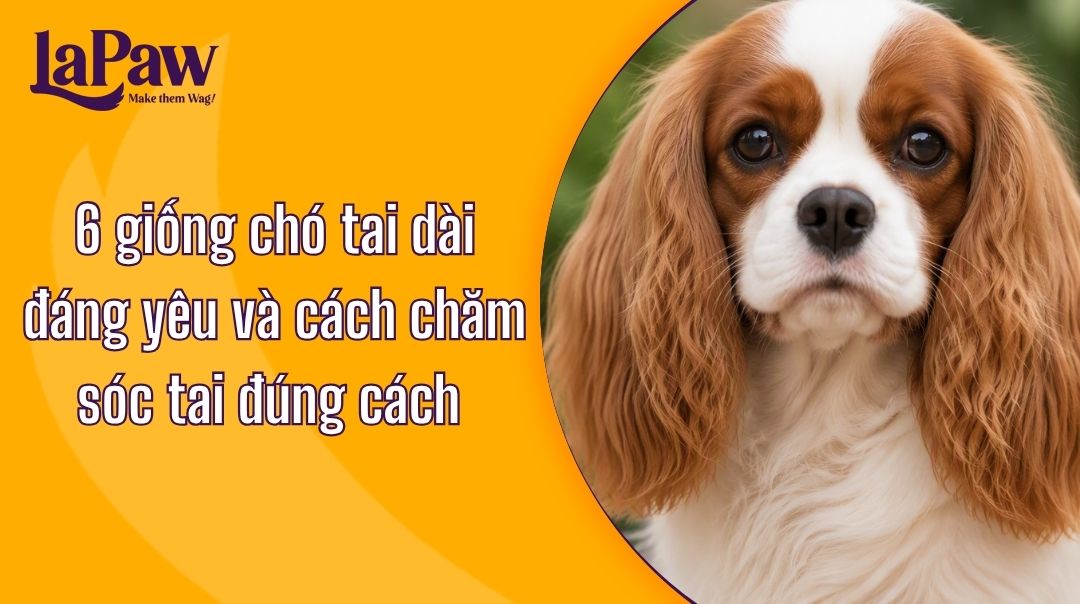 Chó tai dài: 6 giống đáng yêu và cách chăm sóc tai đúng cách