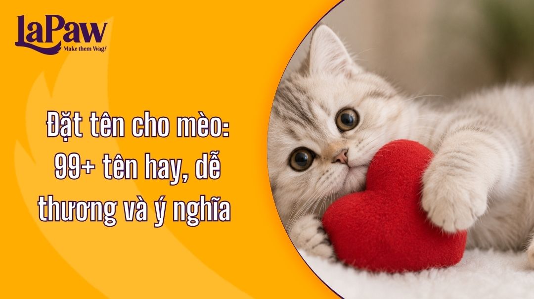 Hơn 99 cái tên hay để đặt tên cho mèo