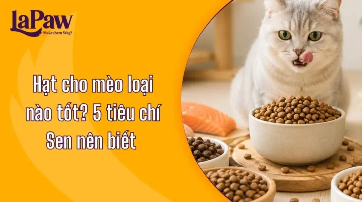 Hạt cho mèo loại nào tốt?