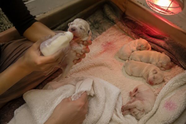 Hướng dẫn chăm sóc chó con mất mẹ