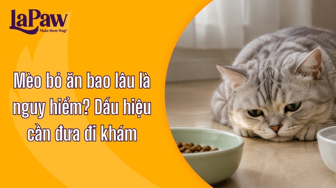Mèo bỏ ăn và những dấu hiệu cảnh báo Sen không nên bỏ qua