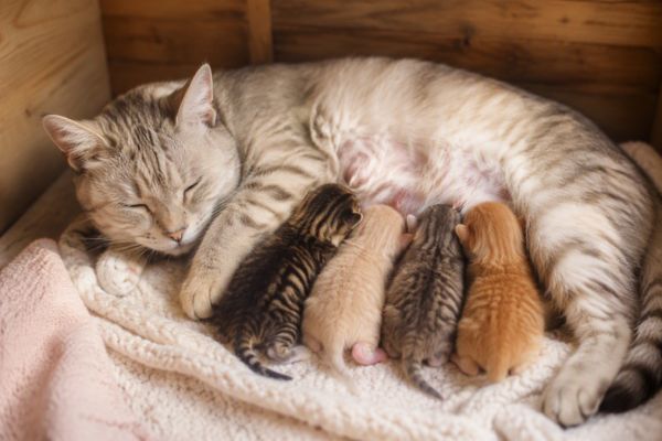 Mèo đẻ gợi mở những khởi đầu mới trong cuộc sống