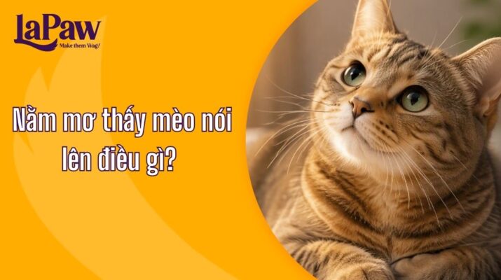 Nằm mơ thấy mèo là điềm gì?