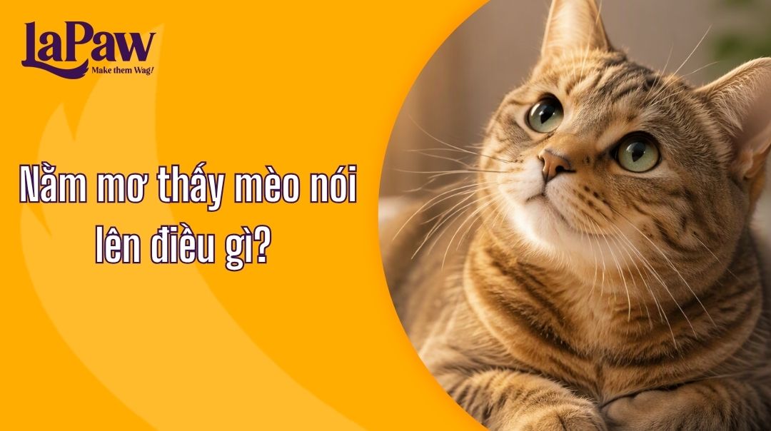 Nằm mơ thấy mèo là điềm gì?