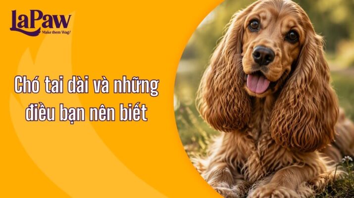 Những điều thú vị về chó tai dài ít người biết