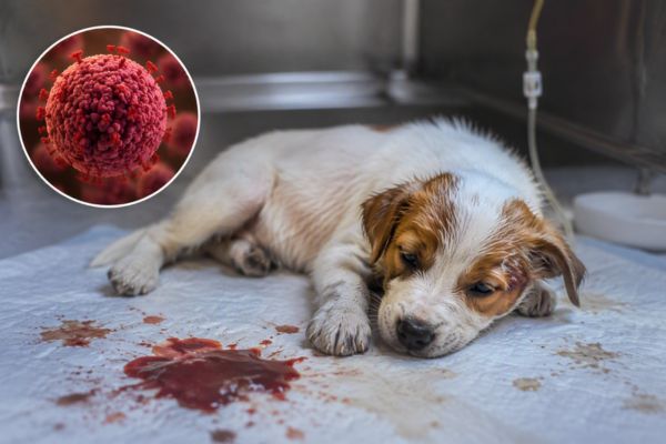 Mức độ nguy hiểm của bệnh Parvo ở chó