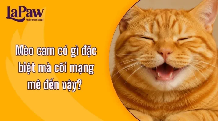 Tại sao mèo cam được yêu thích đến vậy?