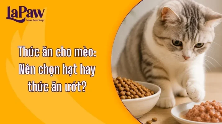Thức ăn cho mèo: Hạt hay thức ăn ướt?