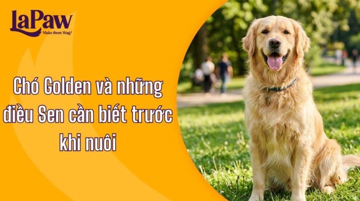 Chó Golden Retriever Thân Thiện Và Năng Động