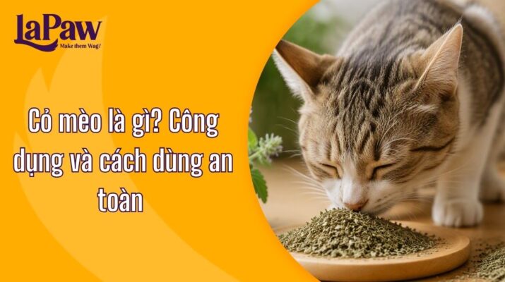 Mèo chơi với cỏ bạc hà mèo Catnip
