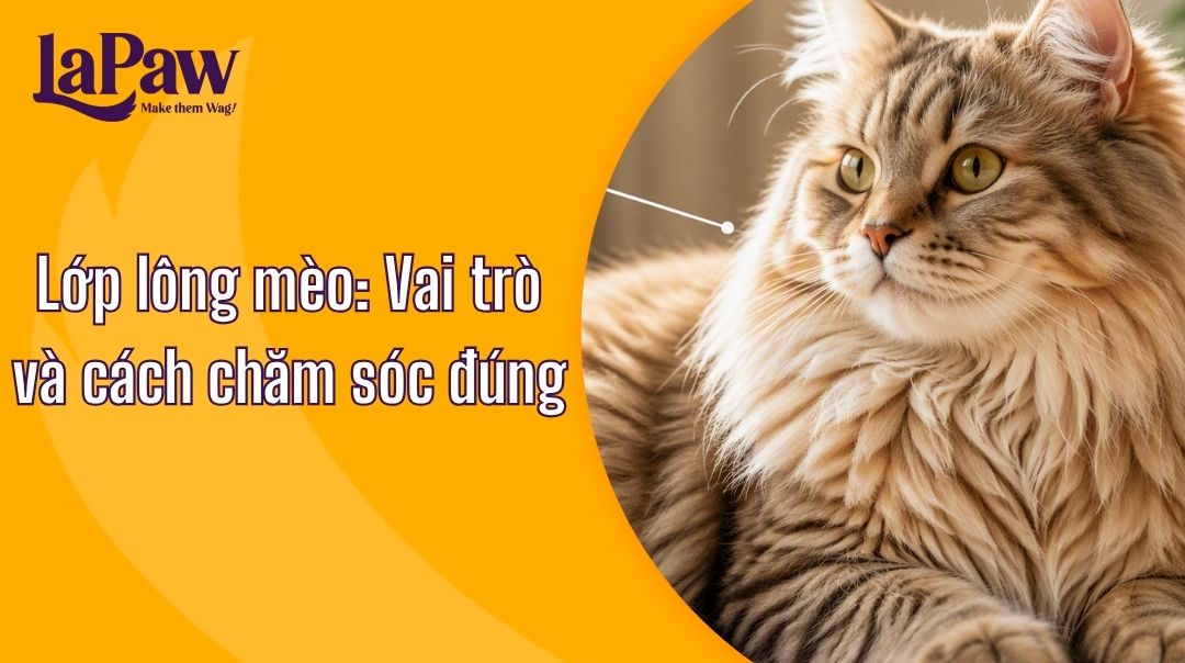 Lớp lông mèo gồm lớp lông ngoài bảo vệ và lớp lông sát da giúp giữ nhiệt