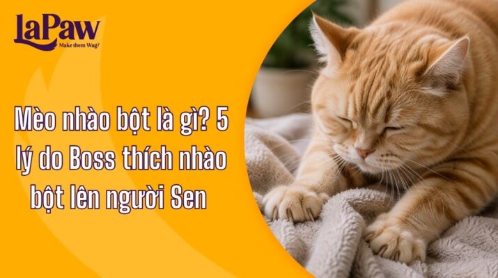 Mèo nhào bột là gì? 5 lý do Boss thích nhào bột lên người Sen