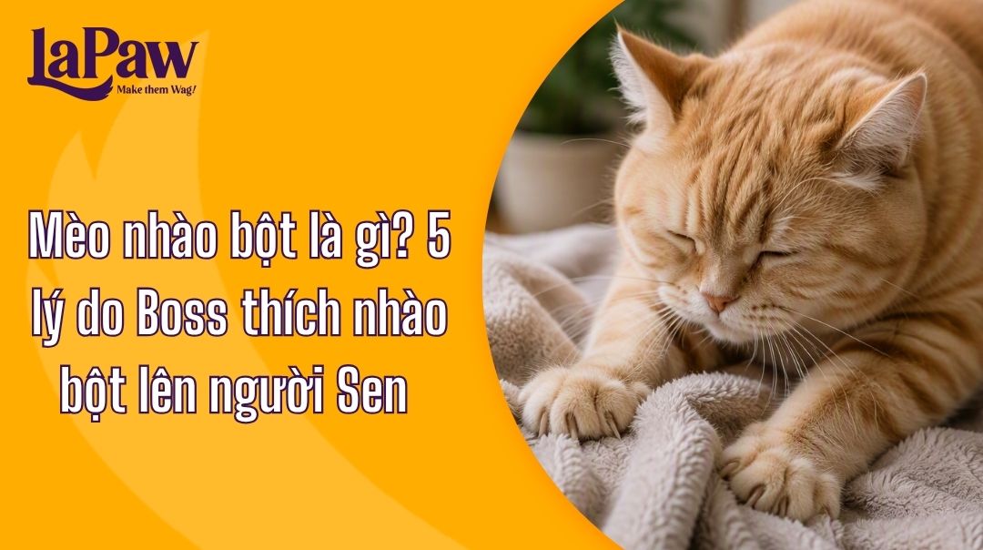 Mèo nhào bột là gì? 5 lý do Boss thích nhào bột lên người Sen