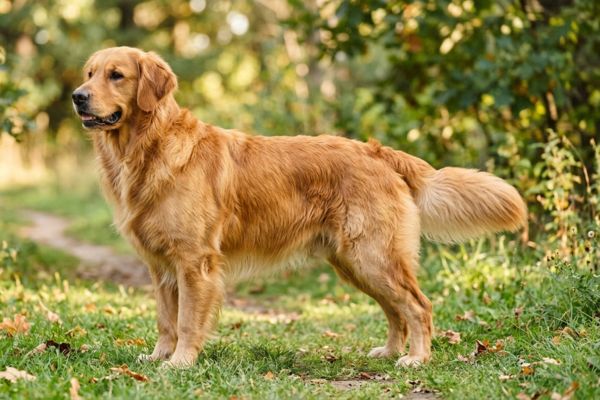 Ngoại hình khỏe khoắn, kích thước cân đối cùng bộ lông vàng đặc trưng