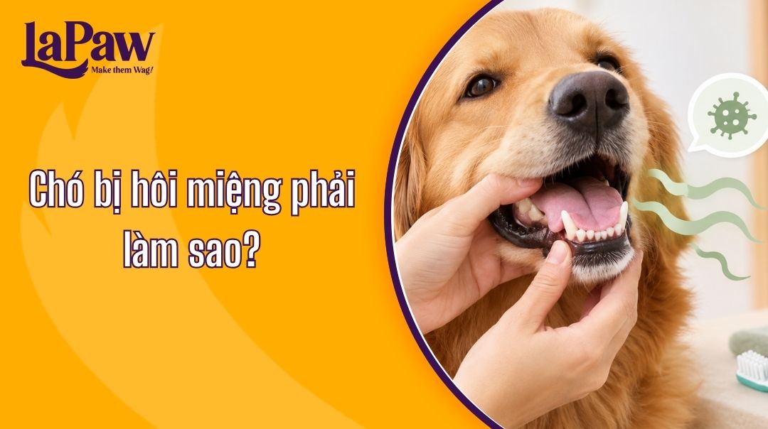 Chó bị hôi miệng và những dấu hiệu Sen không nên bỏ qua
