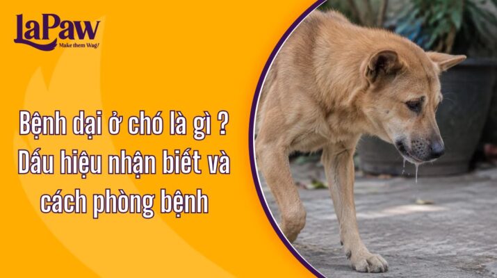 Bệnh dại ở chó: Dấu hiệu nhận biết và mức độ nguy hiểm