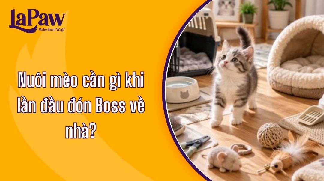 Nuôi mèo cần gì khi lần đầu đón Boss về nhà?